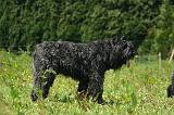 BOUVIER DES FLANDRES 501
